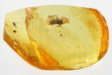 Detailed Fossil False Flower Beetle (Anaspidinae) in Baltic Amber #315297-1